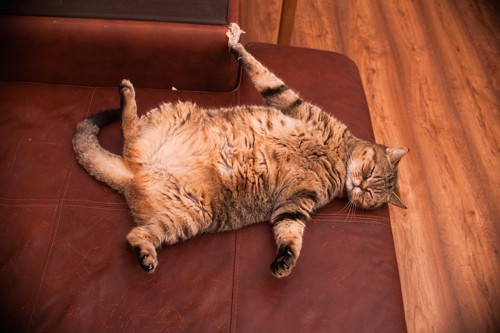仰向けで寝る太った猫