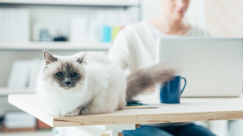 テーブルの上の猫とパソコン作業をする飼い主
