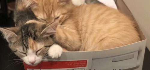 箱の中で眠る2匹の猫