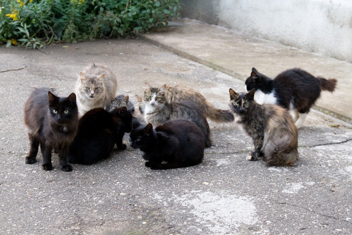 道路にいる複数の猫