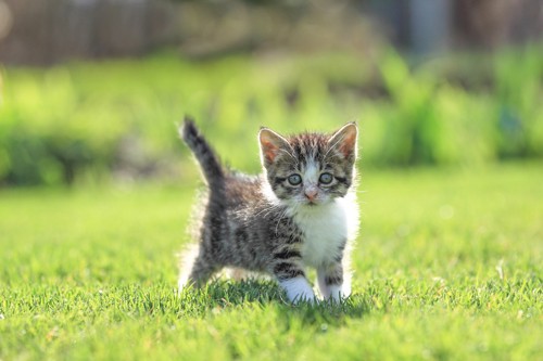 芝生で遊ぶ子猫