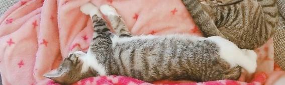 背筋を伸ばして寝るキジシロ子猫