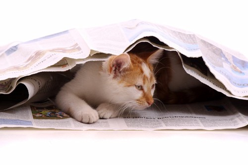 新聞紙の間に潜っている猫