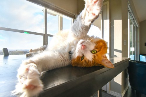 窓辺の台の上に寝転んで両手を広げる猫