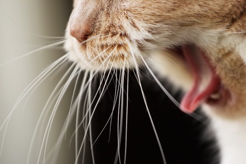 あくびをする猫の口元アップ