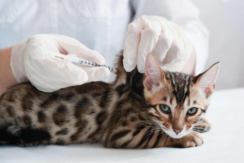 ワクチン接種する猫