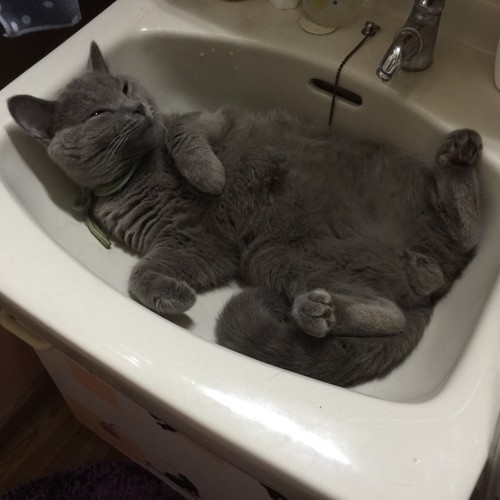洗面所で眠る猫