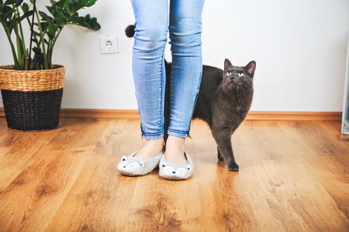 立っている人の足元で見上げるグレーの猫