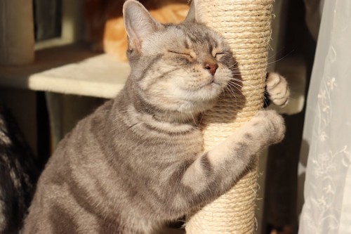 爪研ぎポールに抱きついて目を閉じる猫