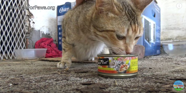 缶詰を食べる母猫