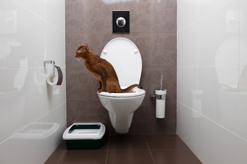 人間用トイレに座っている猫