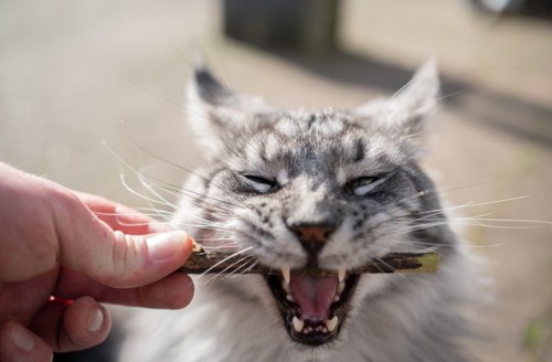 噛む猫