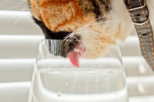 水を飲む三毛猫
