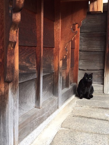 お寺の敷地でくつろぐ黒猫