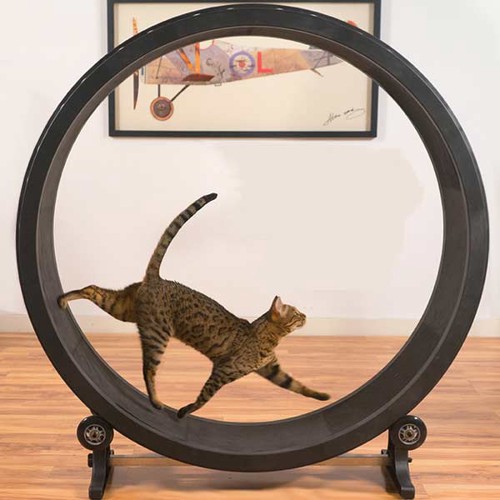 猫用のルームランナー「Cat Exercise Wheel」がすごい！使い方や動画 