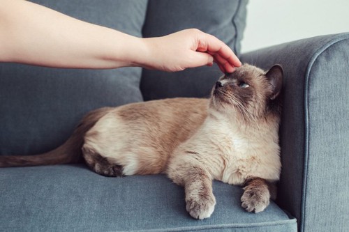ソファーに座って頭を触られる猫
