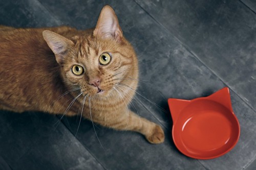 空のお皿の前で上目遣いの猫