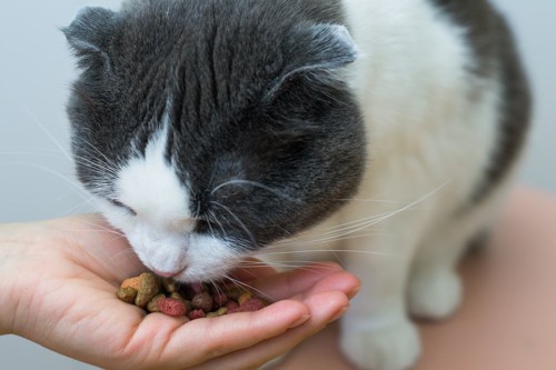 飼い主の手から餌を食べる猫