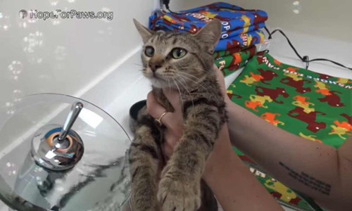 風呂・母猫