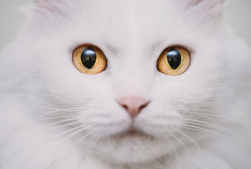 アンバーの白猫