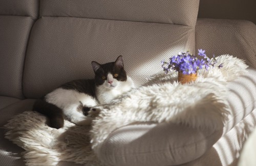 ソファに座る猫