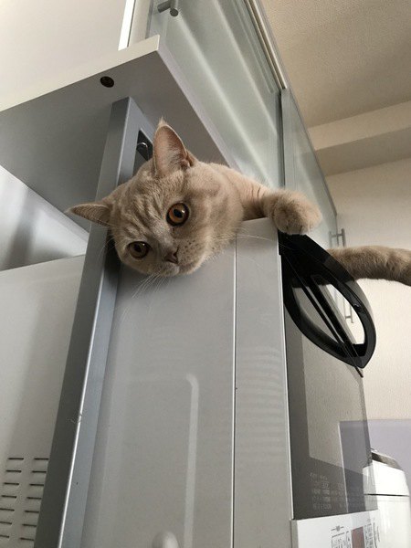 冷蔵庫の上に居る猫