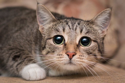 体制を低くして怯えた瞳で見つめる猫