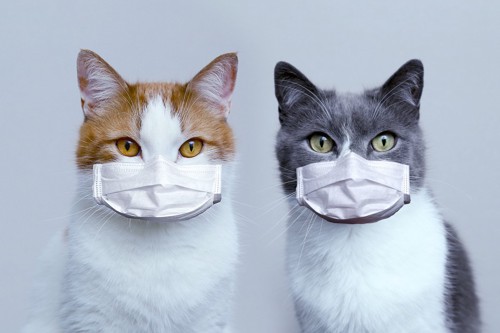 マスクをした2匹の猫
