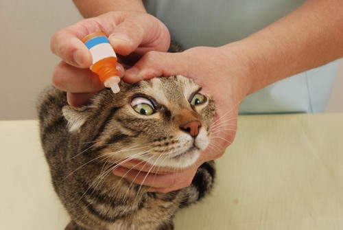 目薬をさされる猫