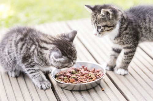 餌を食べる2匹の猫