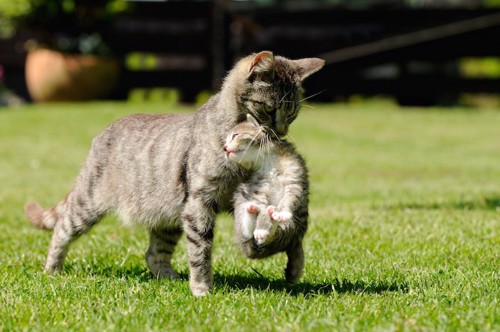 子猫を運んで芝生を歩く母猫