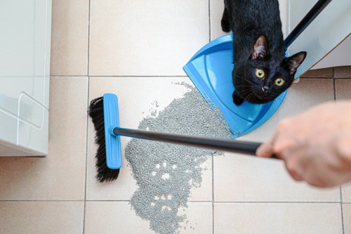 ほうきで掃除をする人の手と見上げる黒猫