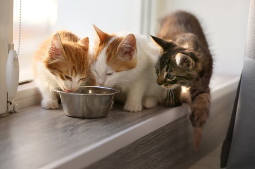 ご飯を食べる３匹の猫
