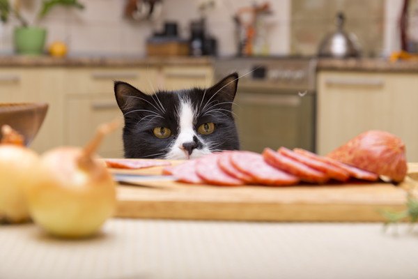 仕切りのないキッチンの食材と猫