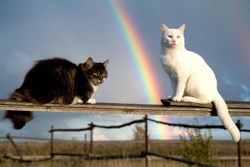 虹と二匹の猫