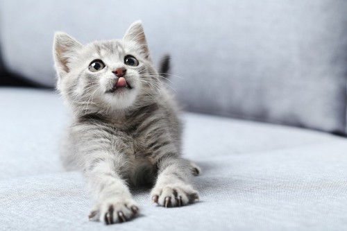 ソファーカバーの上で舌を出す子猫