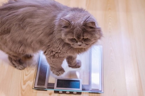体重計に乗る肥満猫
