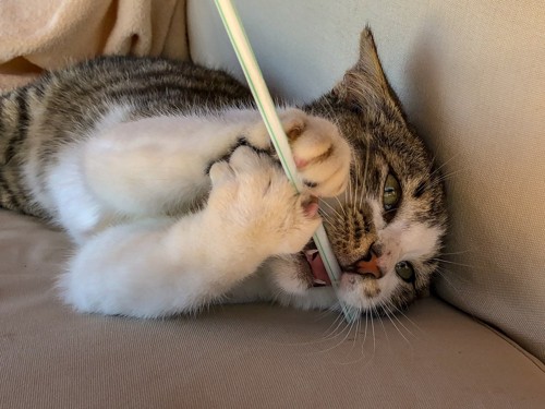 ストローを噛む猫
