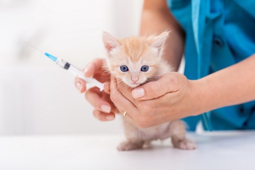ワクチンと猫