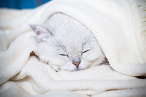 毛布に潜り込む猫