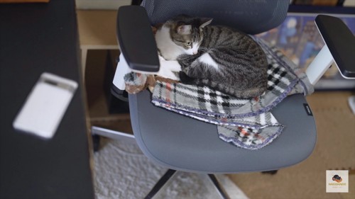 画面右を見ている椅子の上の猫