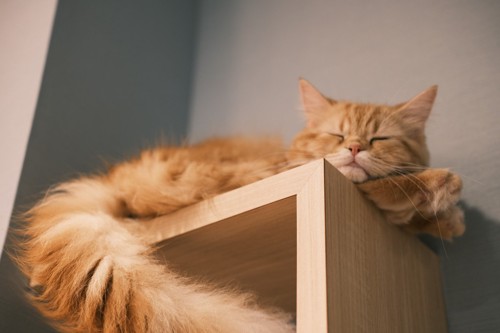 キャットウォークで寝る猫