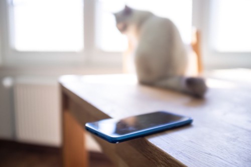 机の上の携帯と猫