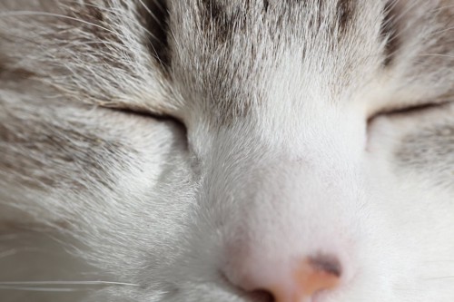 目を閉じた猫の顔アップ