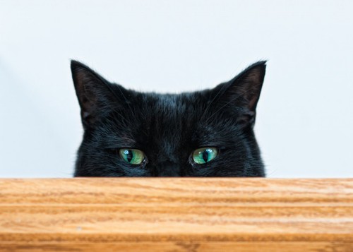 イタズラで隠れてこちらを見つめる黒猫