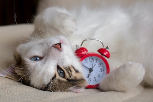 目覚まし時計を持つ猫