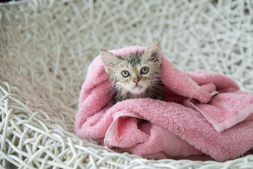 タオルにくるまった猫