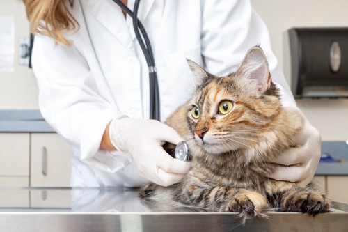 獣医師に診察をされる猫