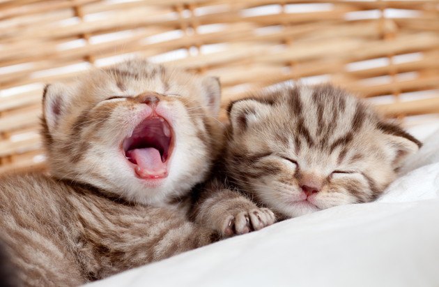 寝起きであくびしている子猫と寝ている子猫