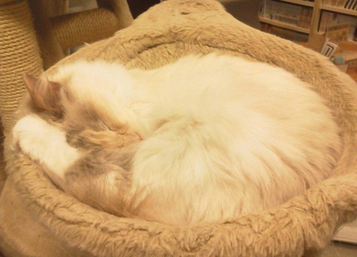 寝てる猫長毛白